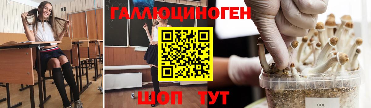 где можно купить   Галлюциногенные грибы Psilocybe  Вход с VPN  Сердобск 